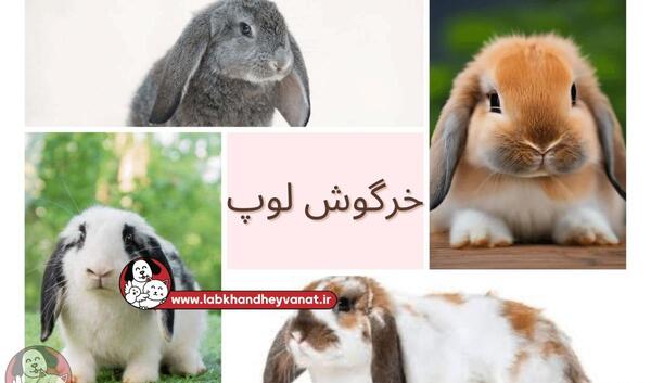 عکس خرگوش بزرگ سفید