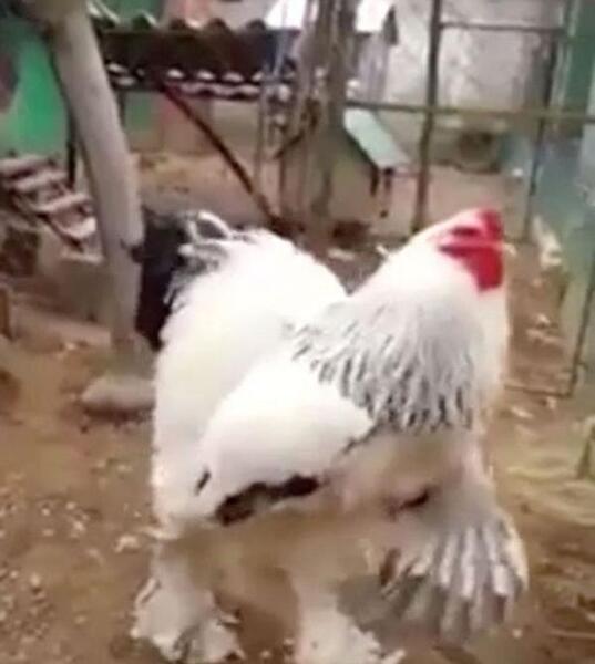 عکس خرگوش بزرگترین