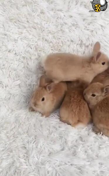 عکس خرگوش ناز و گوگولی