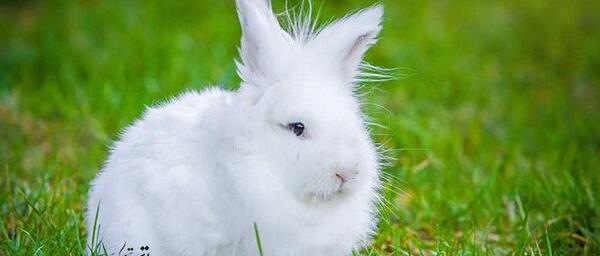 عکس بچه خرگوش ایرانی