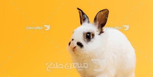 عکس استیکر خرگوش لاین
