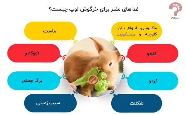 عکس خرگوش لوپ آمریکایی