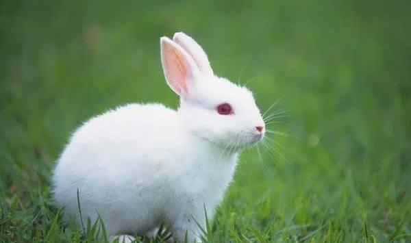 عکس خرگوش بامزه سفید