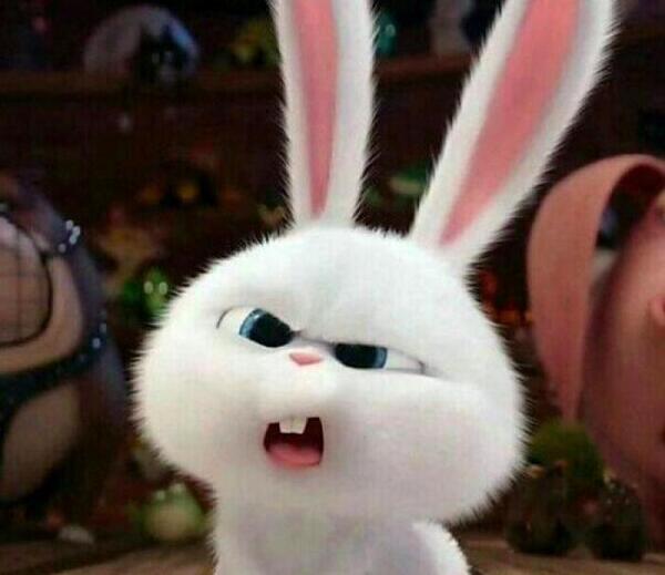 عکس پروفایل خرگوش کیوت