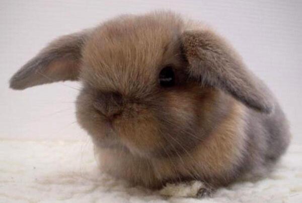 عکس های حیوانات خرگوش