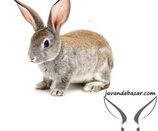 عکس خرگوش خانگی کوچولو