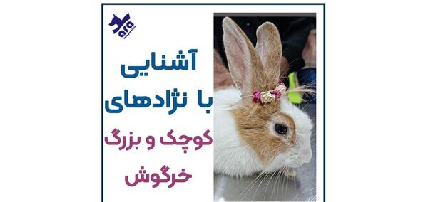 عکس خرگوش خانگی کوچولو