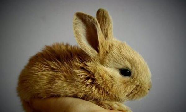 عکس حیوانات خرگوش خانگی
