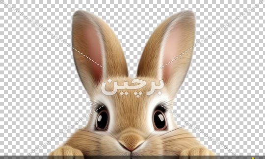 عکس خرگوش خوشگل سفید