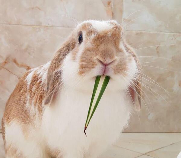 عکس خرگوش سفید در خانه