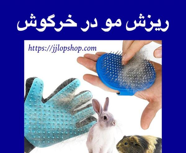 عکس خرگوش خیلی ریز