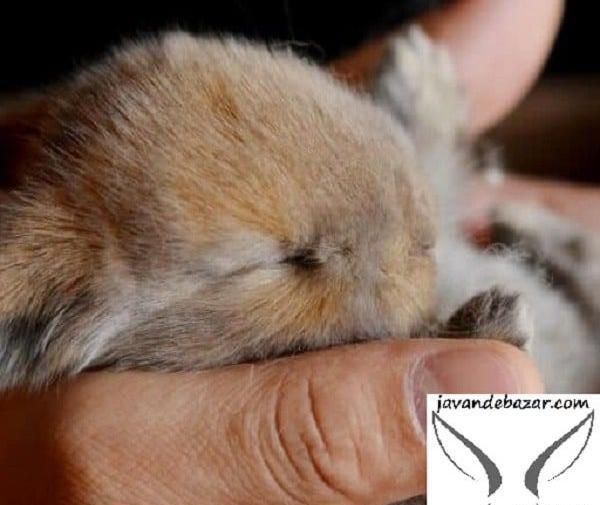 عکس خرگوش خیلی ریز