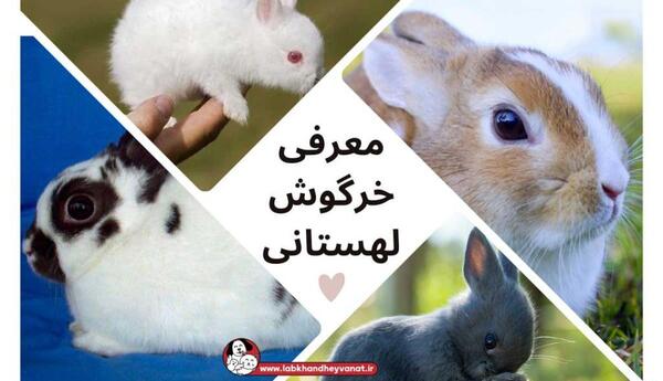 عکس خرگوش مینی رکس