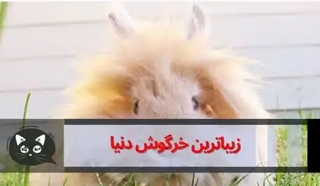 عکس زیباترین خرگوش جهان