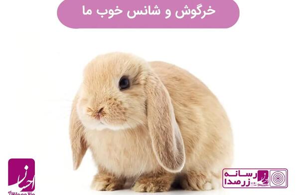 عکس خرگوش خیلی زشت
