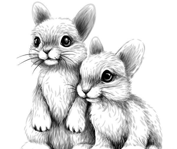 عکس خرگوش سیاه قلم