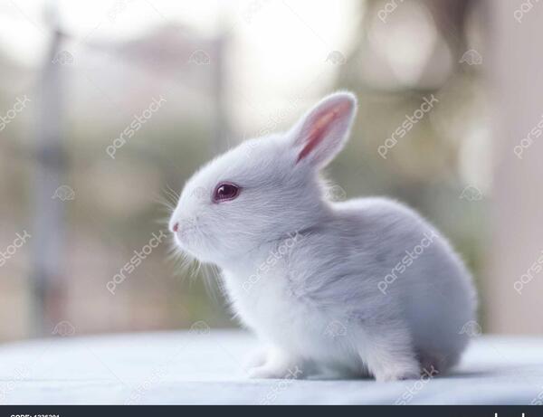 عکس خرگوش سفید ناز کوچولو