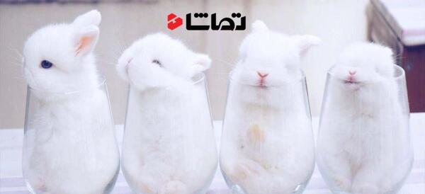 عکس خرگوش سفید ناز کوچولو