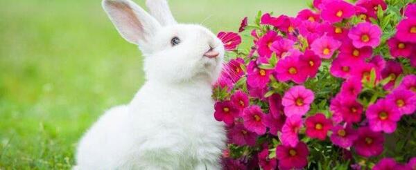 عکس خرگوش صورتی برای پروفایل
