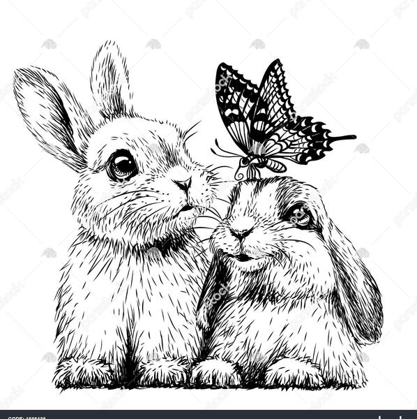 عکس از طراحی خرگوش