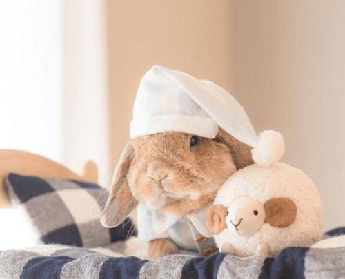 عکس پروفایل غمگین خرگوش