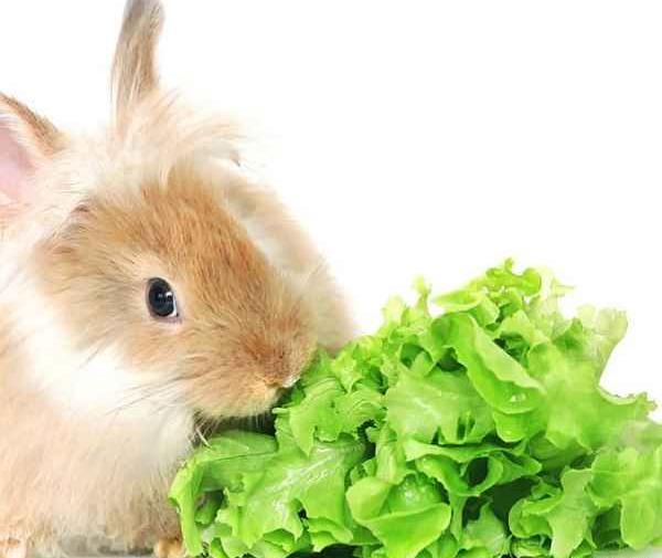 عکس غذای خرگوش ها