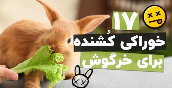 عکس غذای خرگوش ها