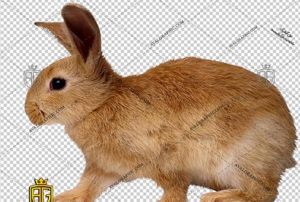 عکس خرگوش های قهوه ای