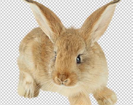 عکس خرگوش های قهوه ای