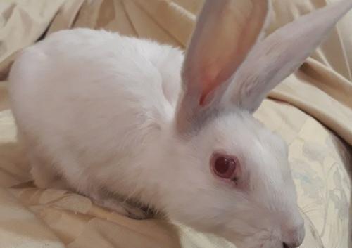 عکس خرگوش های قهوه ای