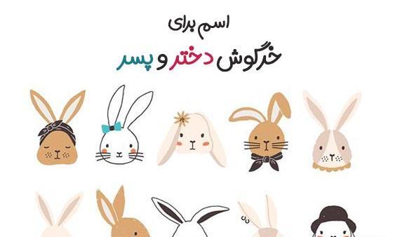 عکس قشنگ ترین خرگوش دنیا