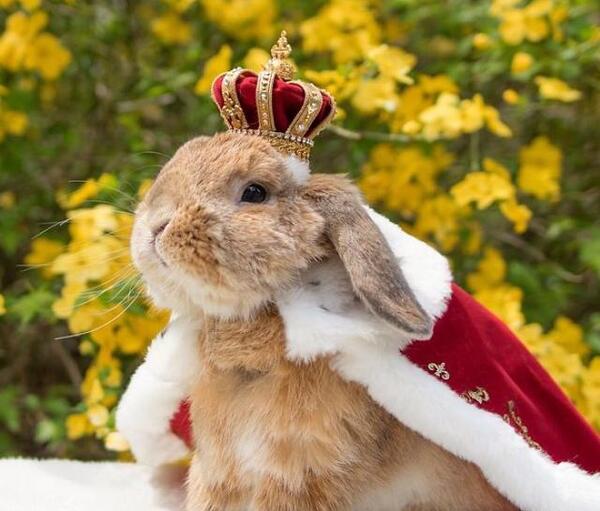 عکس قشنگ ترین خرگوش در جهان