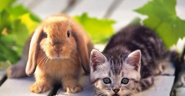 عکس خرگوش های قشنگ