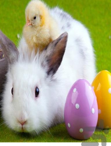 دانلود عکس خرگوش قطبی