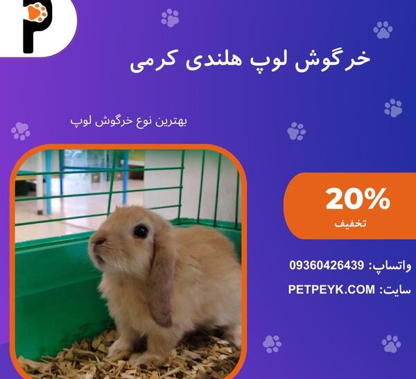 عکس خرگوش کوچک سفید