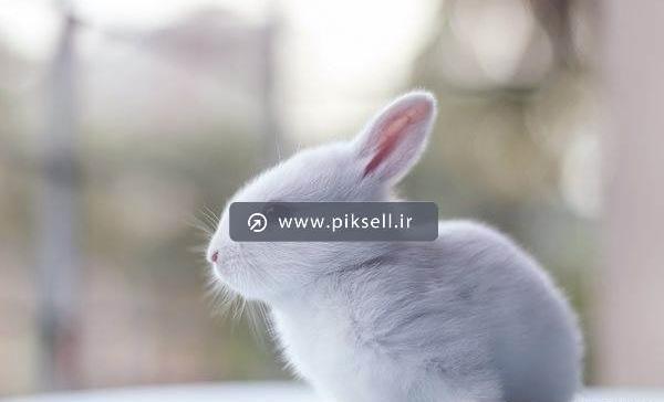 عکس خرگوش گوگولی سفید