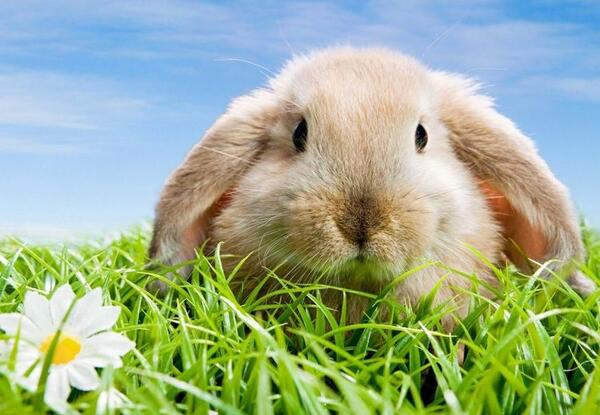 عکس خرگوش گوگولی برای پس زمینه