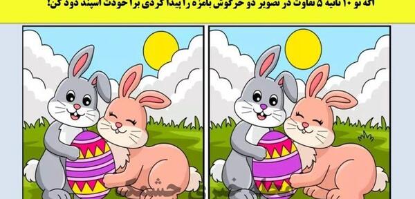 عکس خرگوش گوشتی