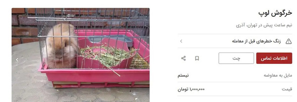 عکس خرگوش گوشتی