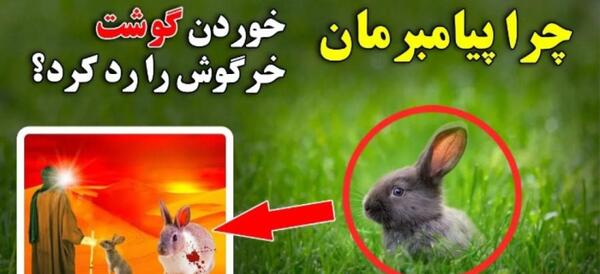 عکس خرگوش گوشتی