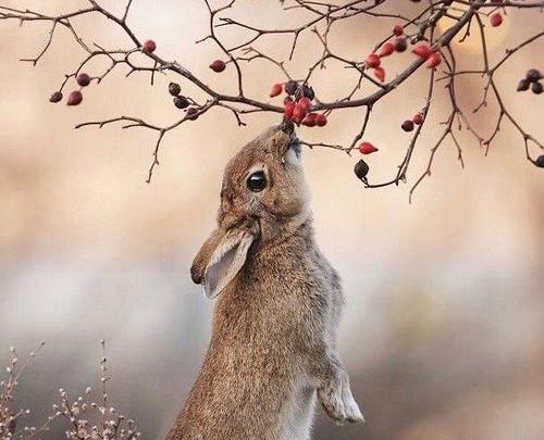 عکس خرگوش گوشتی