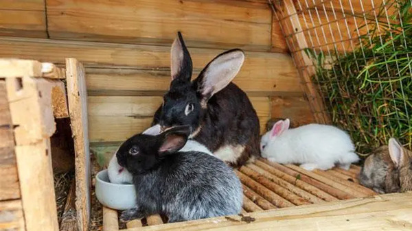 عکس خرگوش گوشت