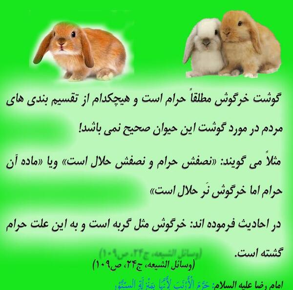 عکس خرگوش گوشت