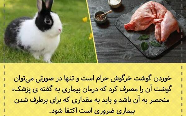 عکس خرگوش گوشت