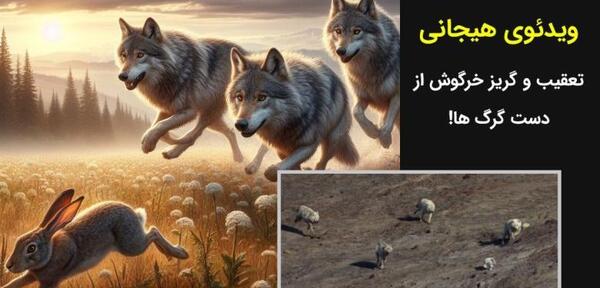 عکس گرگ خرگوش