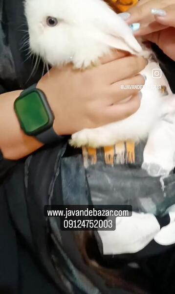 عکس خرگوش لوپ سفید چشم ابی