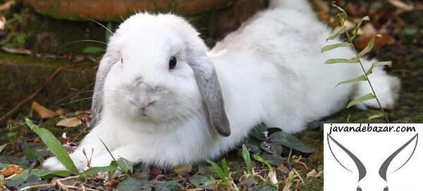 عکس خرگوش لاین هد
