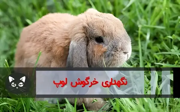 عکس خرگوش لاین هد