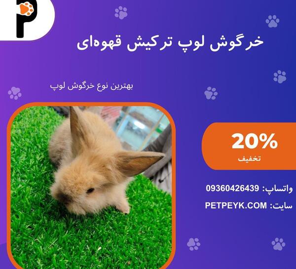 عکس خرگوش لپ لپی