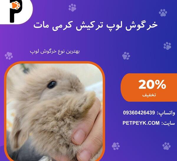 عکس خرگوش مینی لوپ ترکیش
